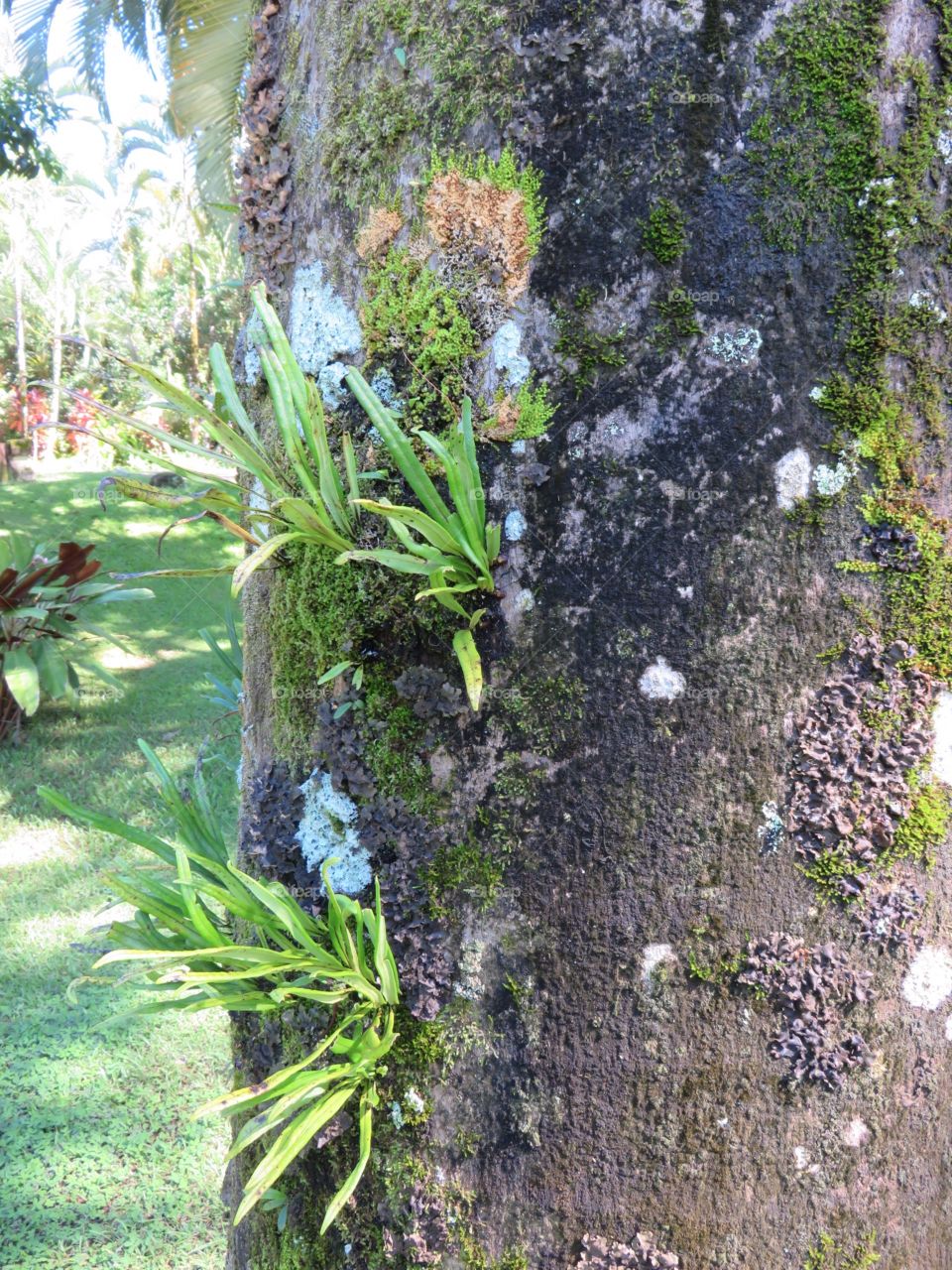 Orchids on tree