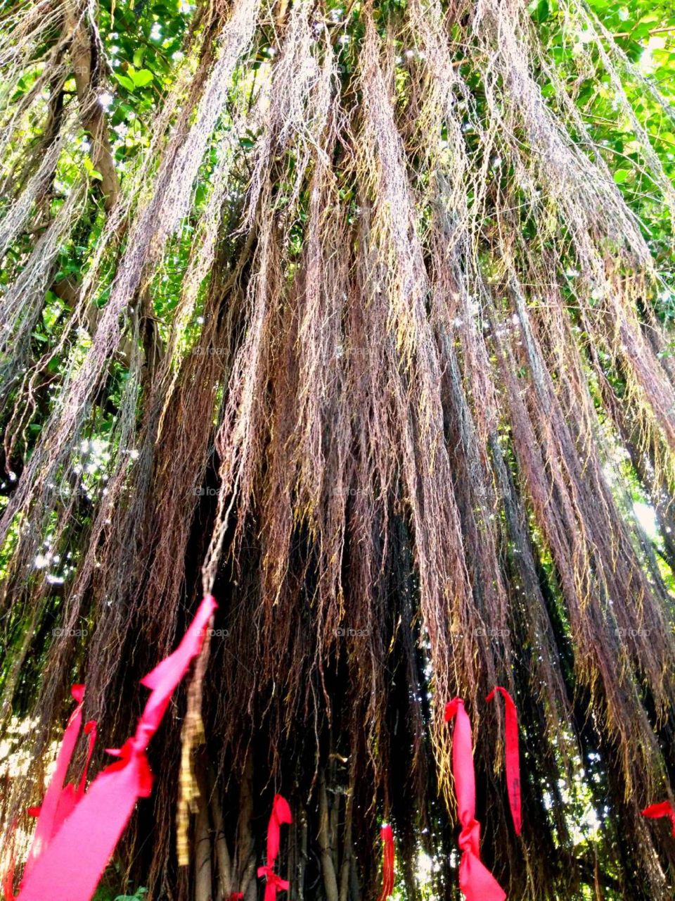 Banyan Tree in Thailand.