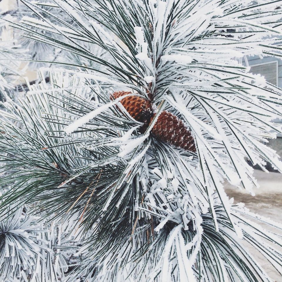 Winter trees 