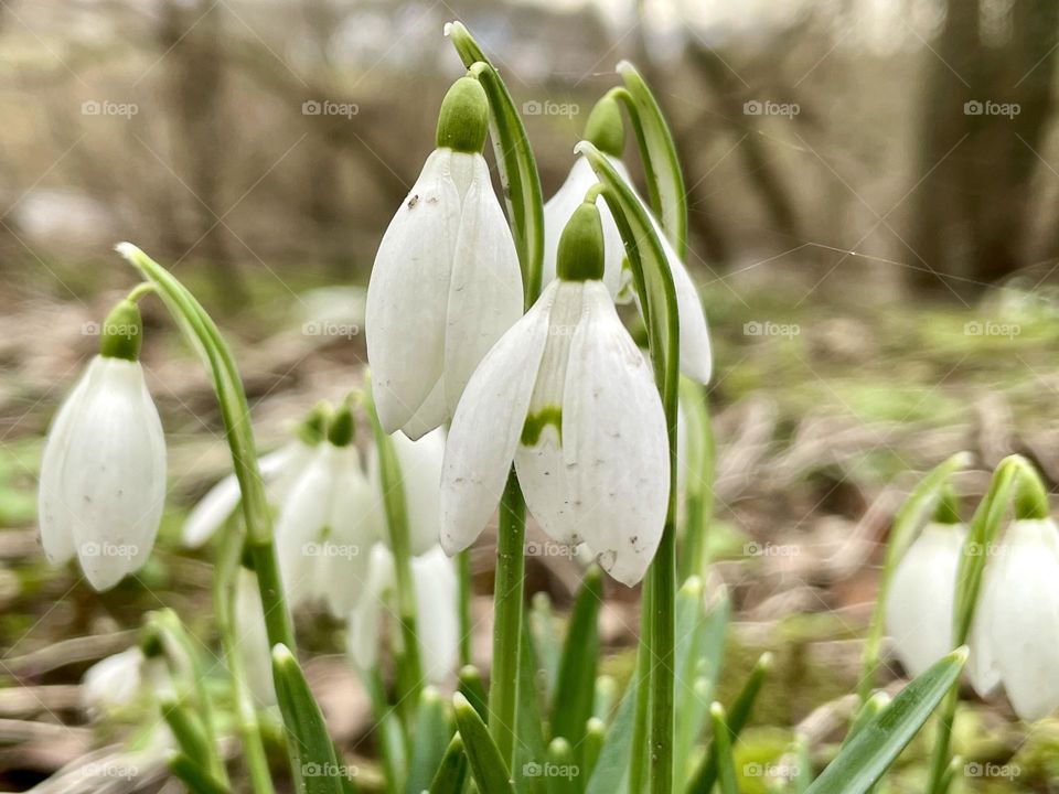 Little snowdrops survived under flood water !