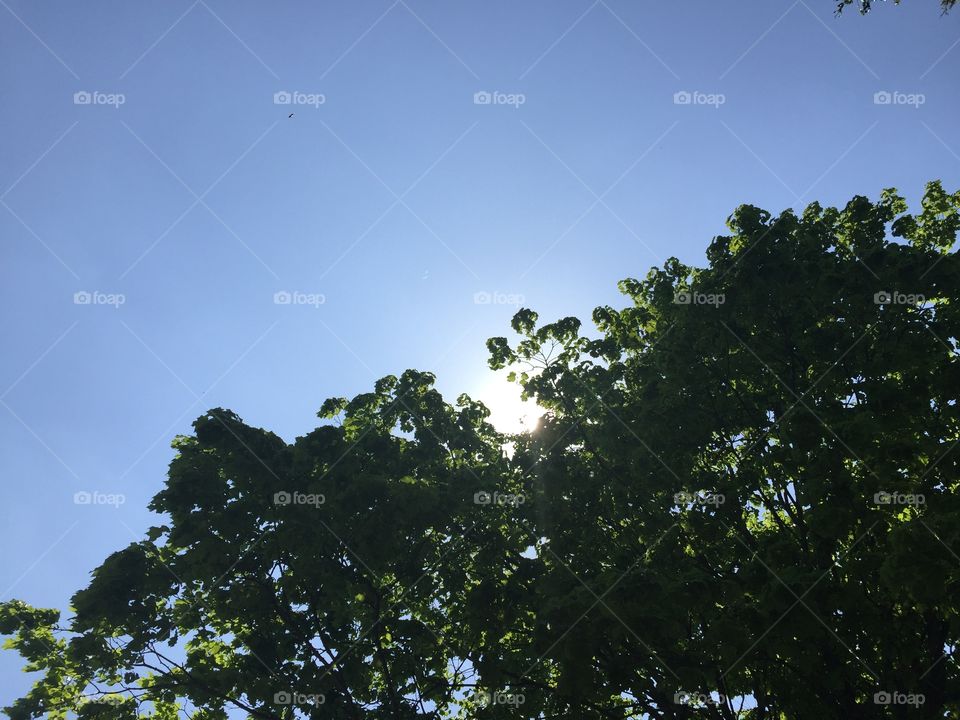 Tree with green leaves blocking the sun in front of a clear blue sky.