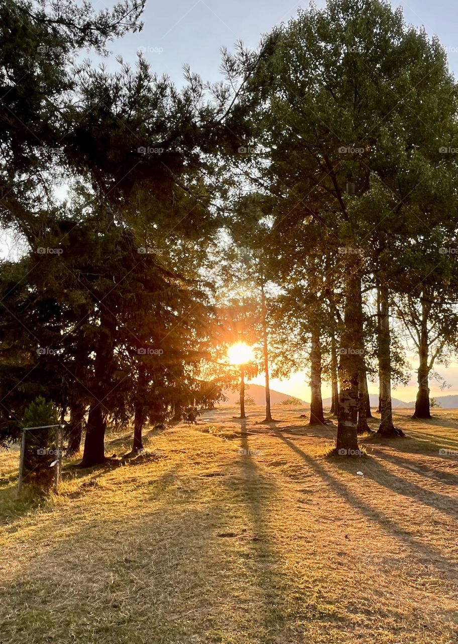 Sunset in the forest 