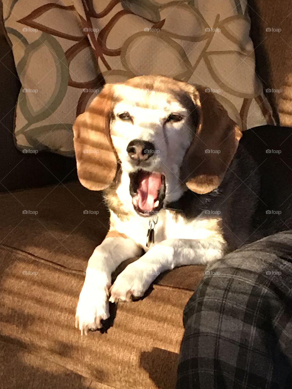Cute old beagle is the sun