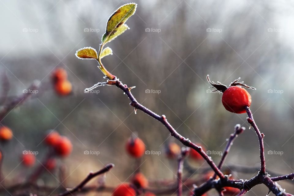 Wild rose in the cold