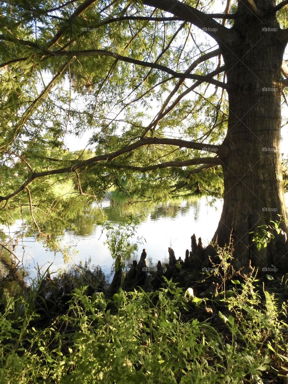 Beautiful view on the water retention pond at the town park in the evening during sunset with bald cypress conifer tree (Taxodium Distichum) and their reflection on the water and raised conical knees resembling roots coming up around it.