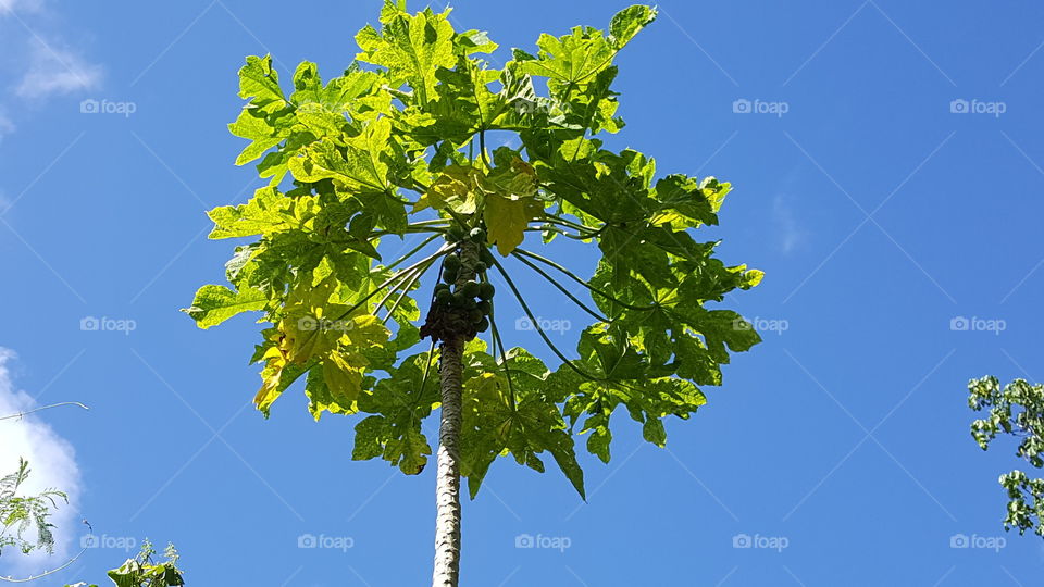 Papaya tree