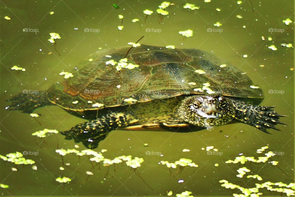 Schildkröte im Teich
