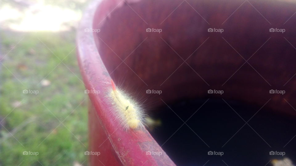 summer caterpillar crawling on the side of the barrel