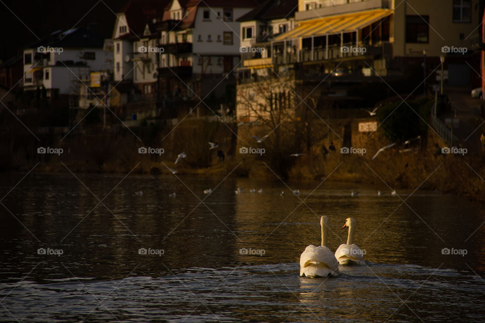 Two swans 🦢