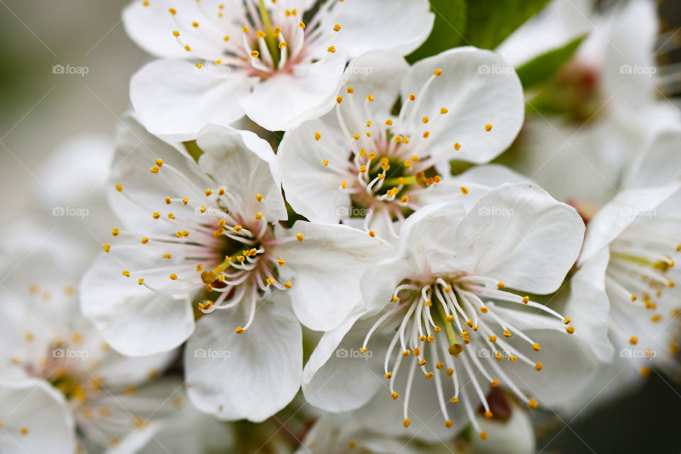 Cherry flowers