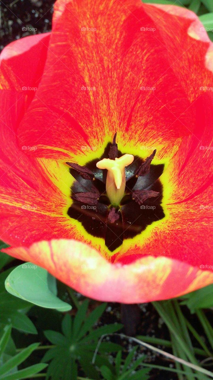 Tulip center