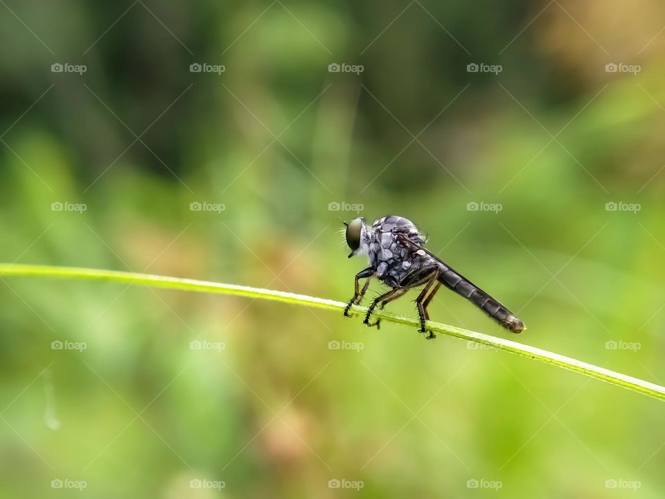 Robber fly, the insect predator, a very aggressive fly species and has extraordinary abilities, namely very sharp eyesight, These flies ambush their prey as they fly.