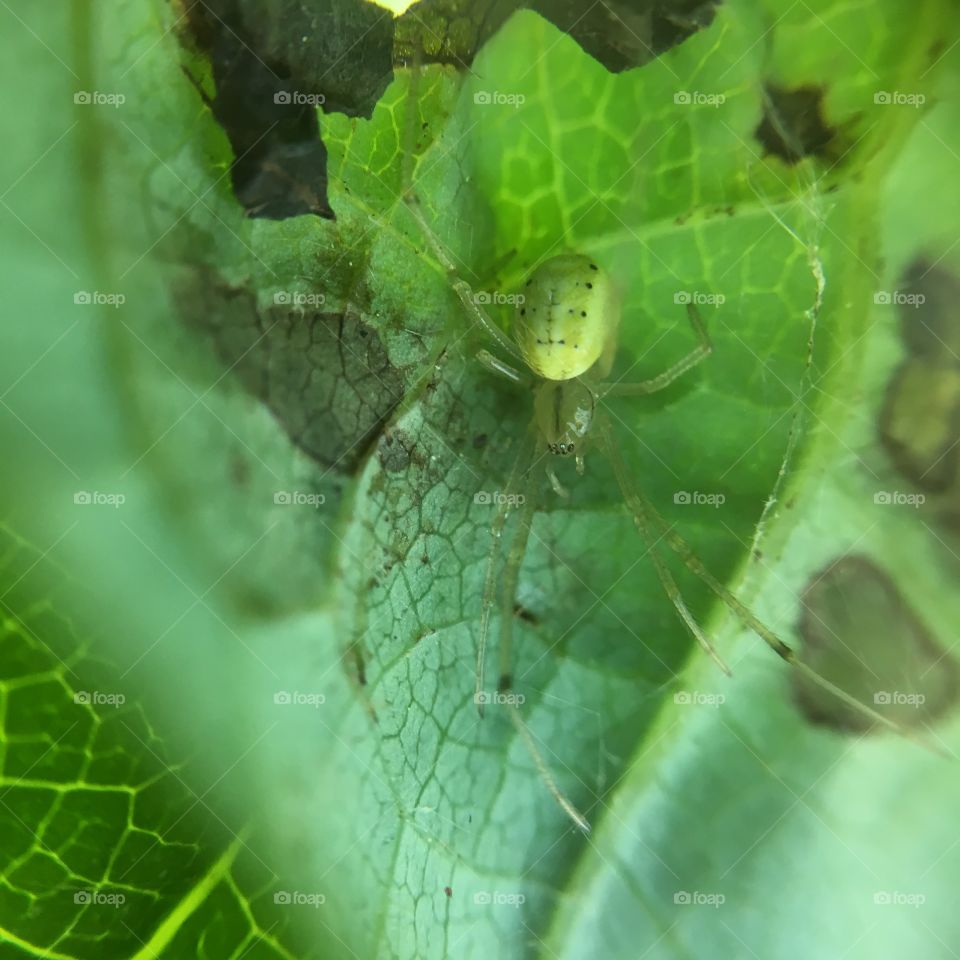 Tiny green spider