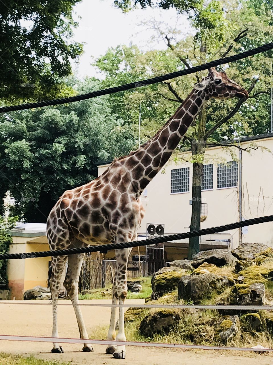 Giraffe 