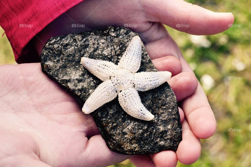 Seastar. Holiday trip from Norway. Kids found Seastar.