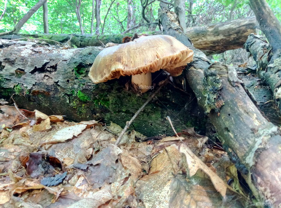 Beautiful mushroom in the forest.