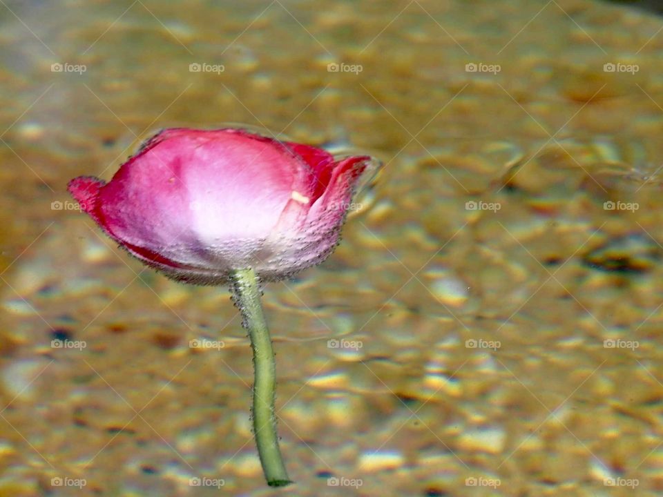 tulip flower rotating in a fountain