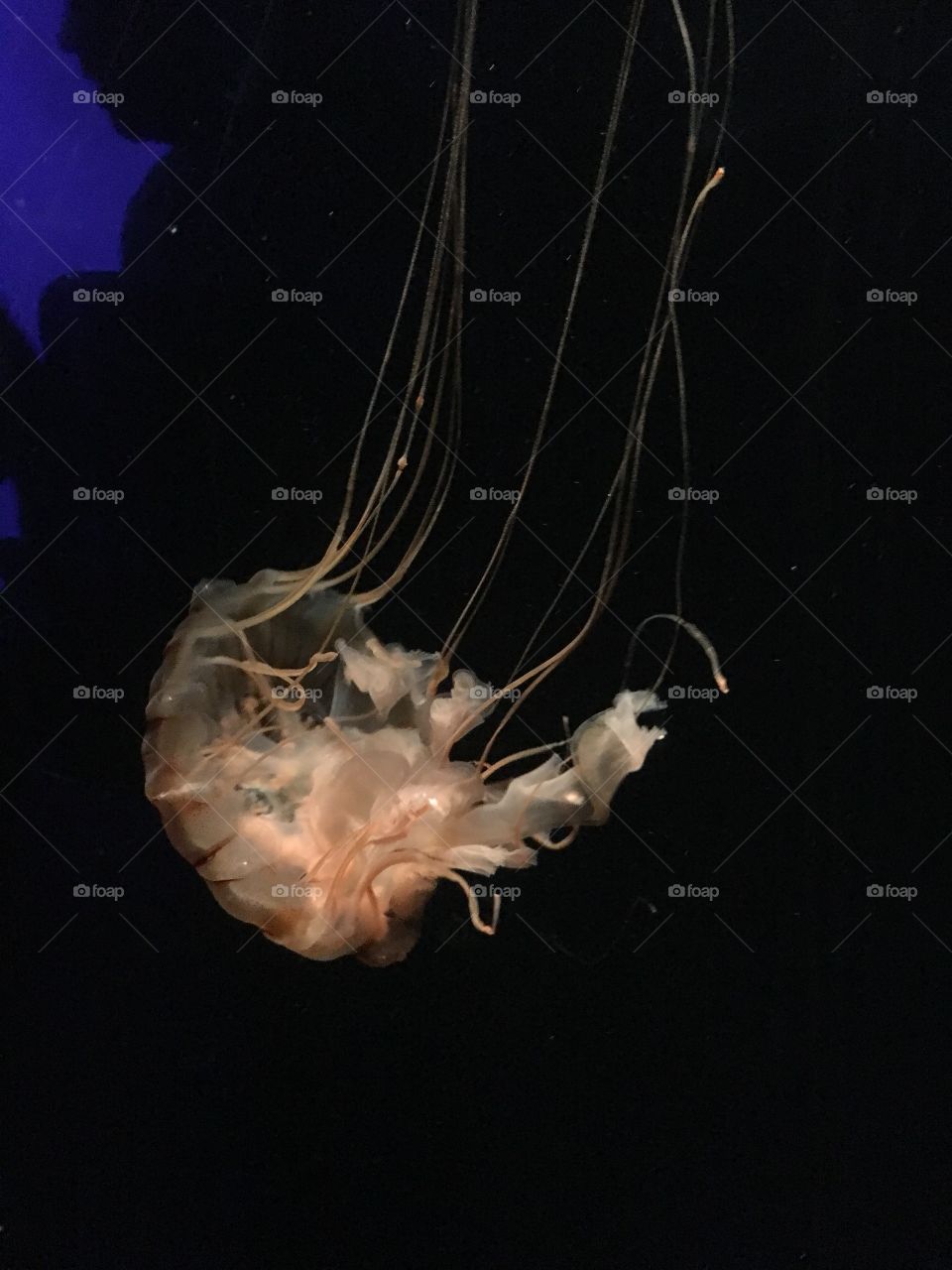 Jellyfish 