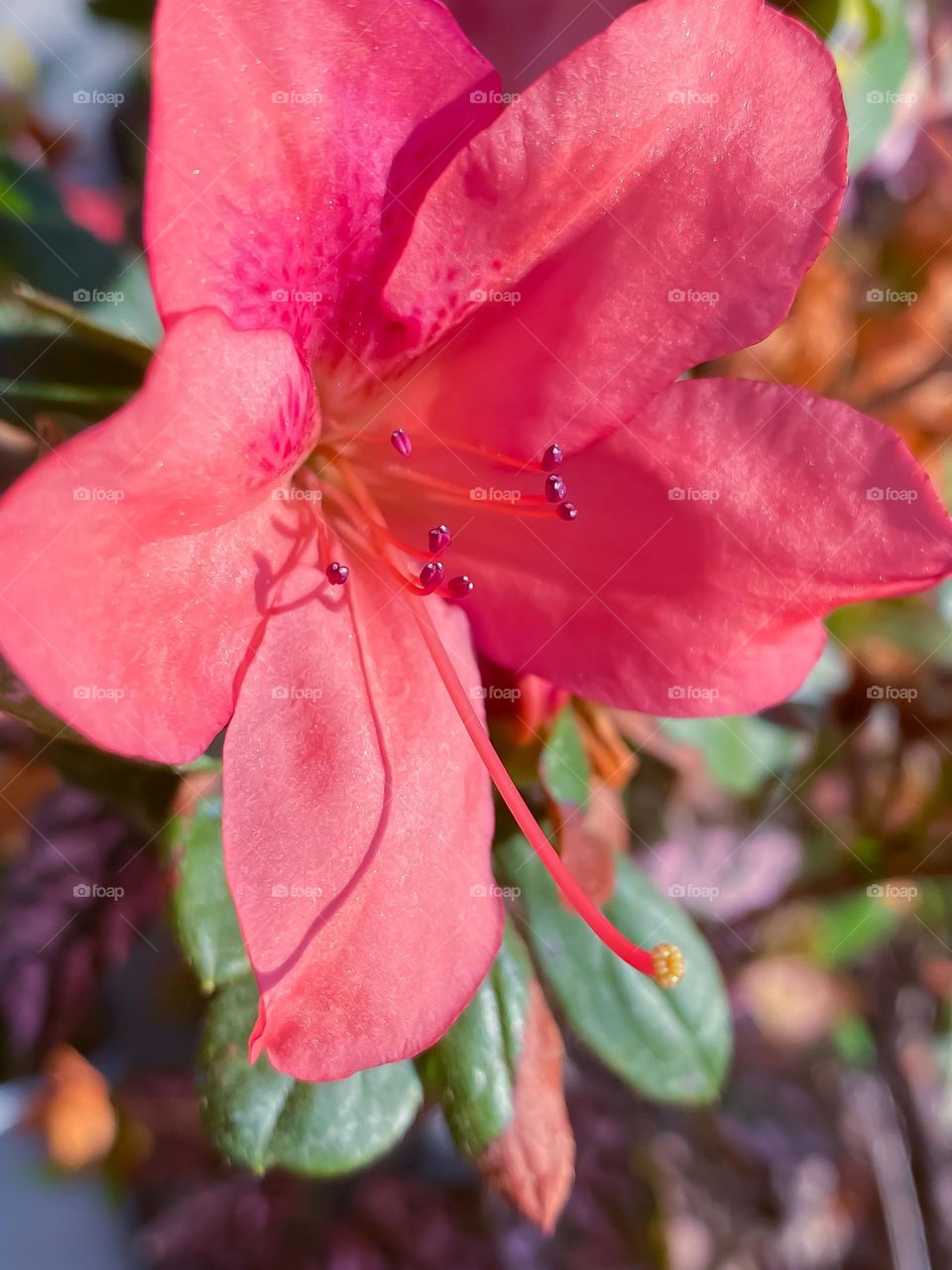 Beautiful pink flower 