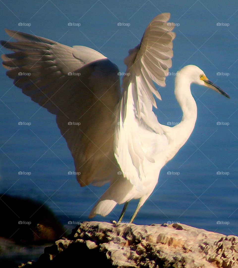 Snowy Egret About to Fly