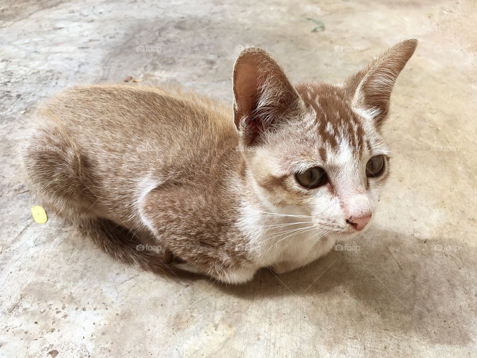 Cute baby cat on cement floor