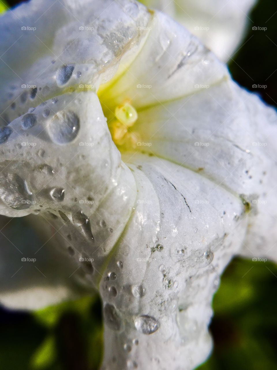 Rain drops on the flower