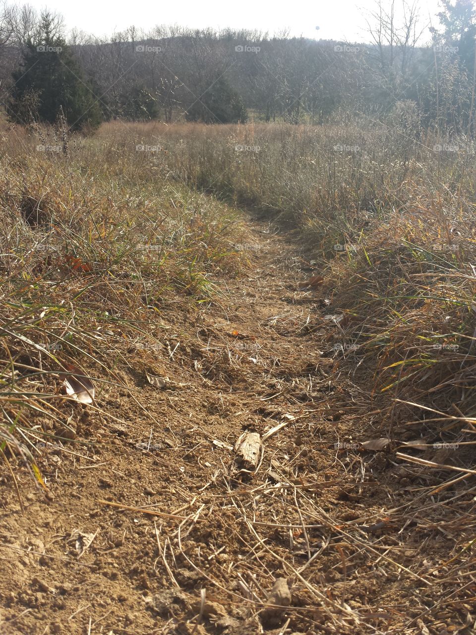 monkey mountain views