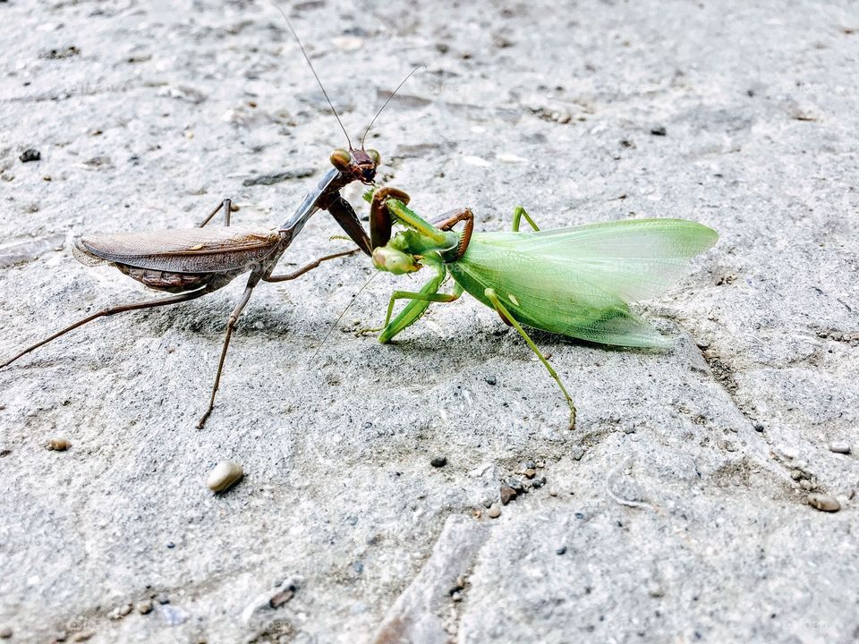Sorry for this cruel moment. For me, loving life is coming through acceptation of it’s duality and finding peace with all of its sides and processes. Praying mantis eating it’s male after mating. Crimea, Ukraine, 2017. 