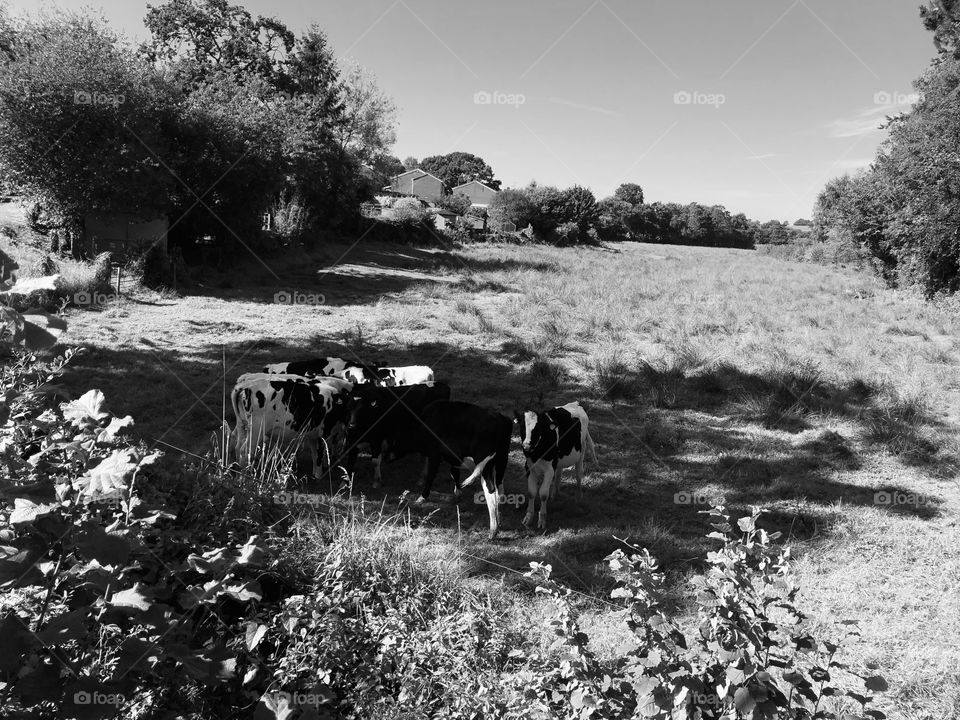 Some cows on a field near Exeter, l think they look quite mysterious in black and white.