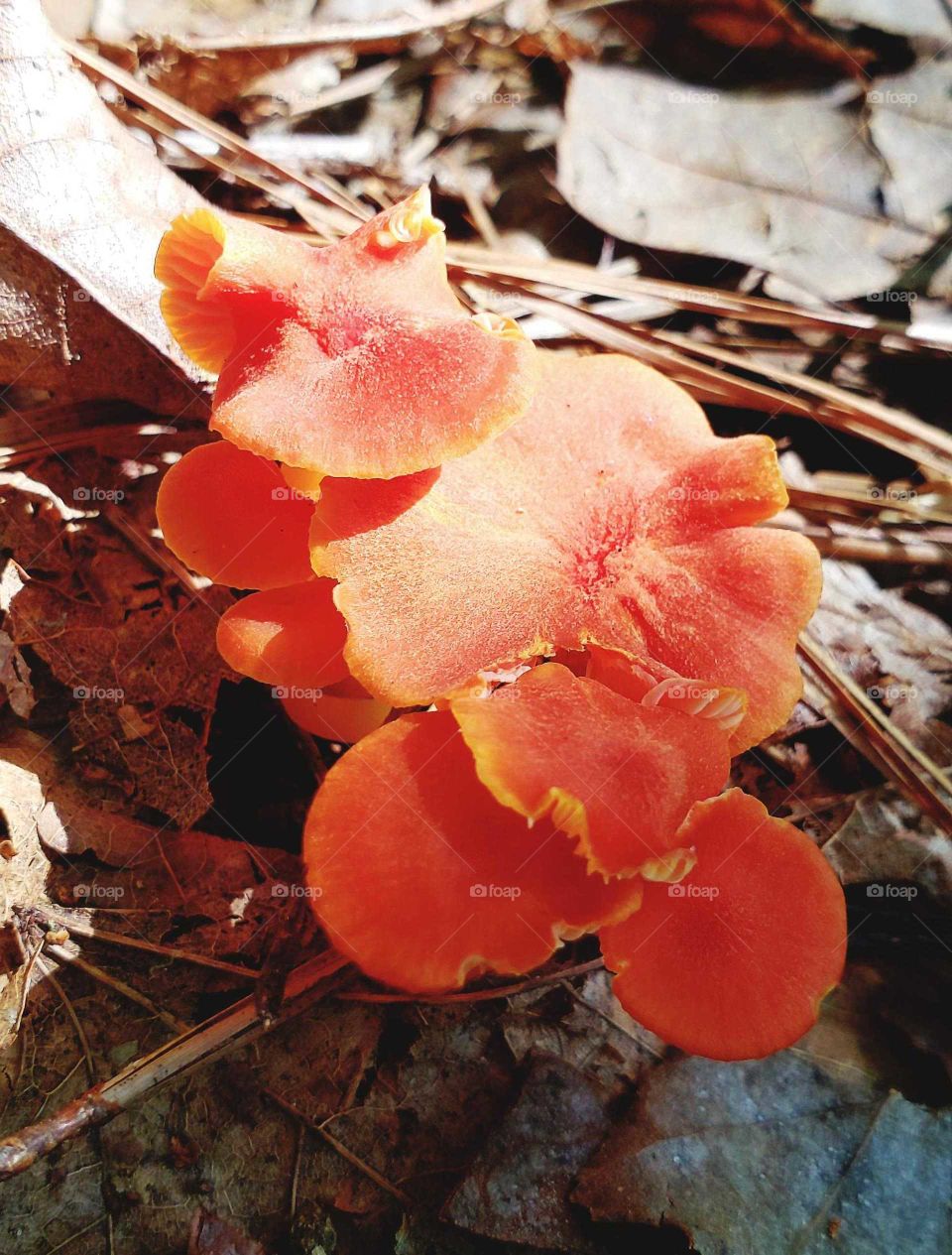 coral colored mushrooms