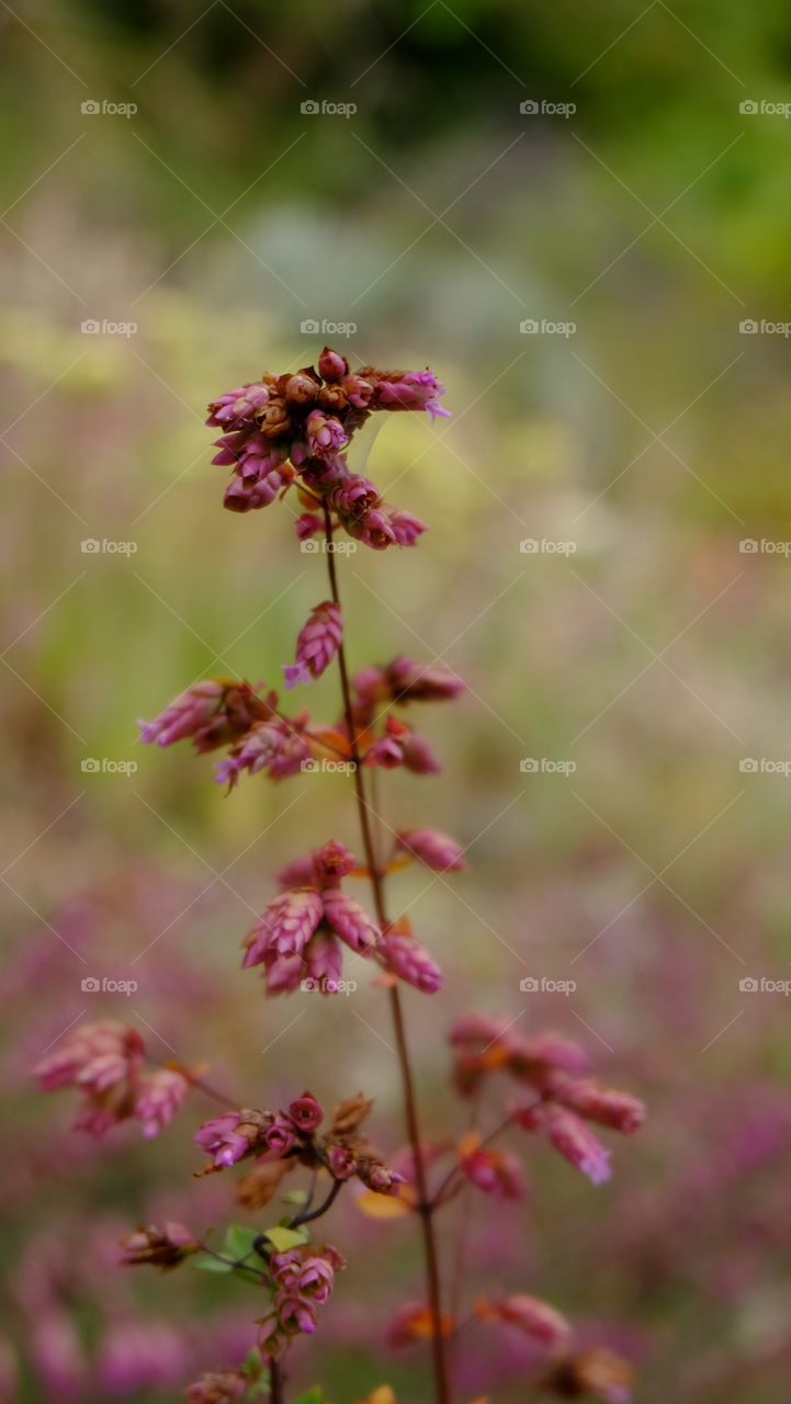 Pink flowers that look like hop.