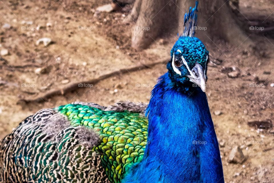 Colorful Peacock