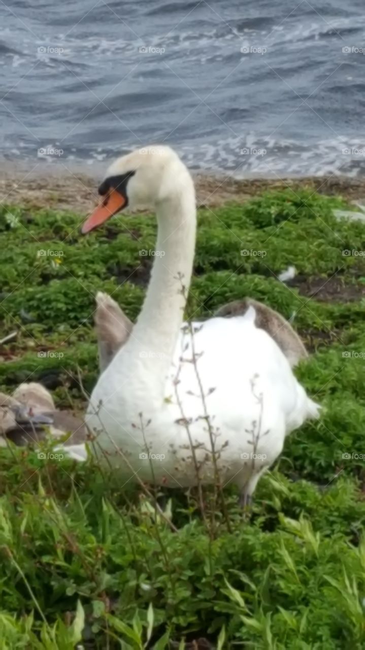 mummy swan