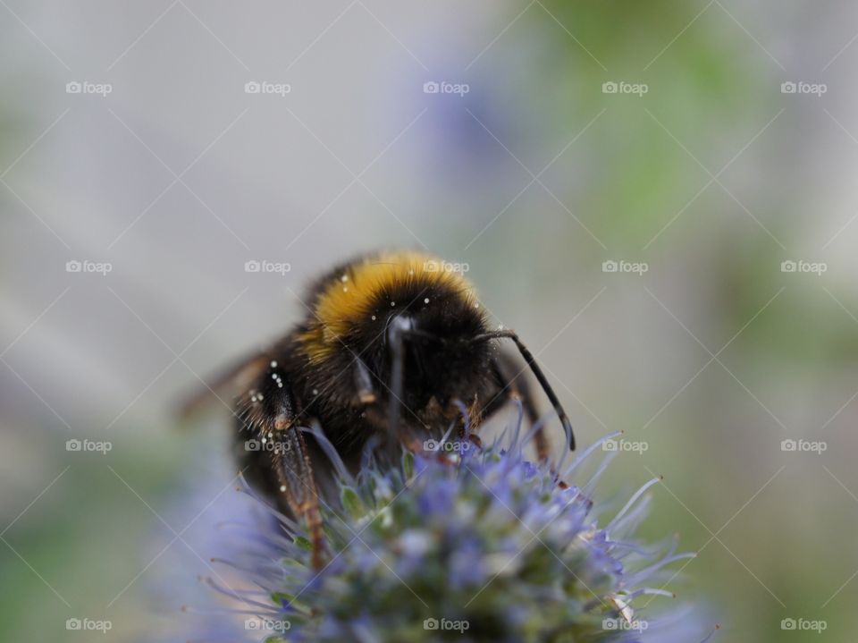 Bumblebee in pollen