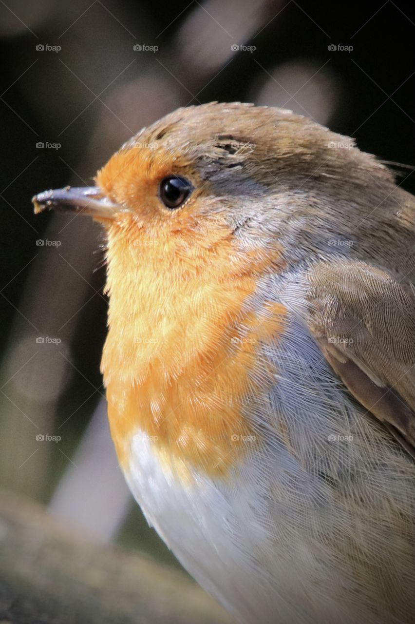 Robin 