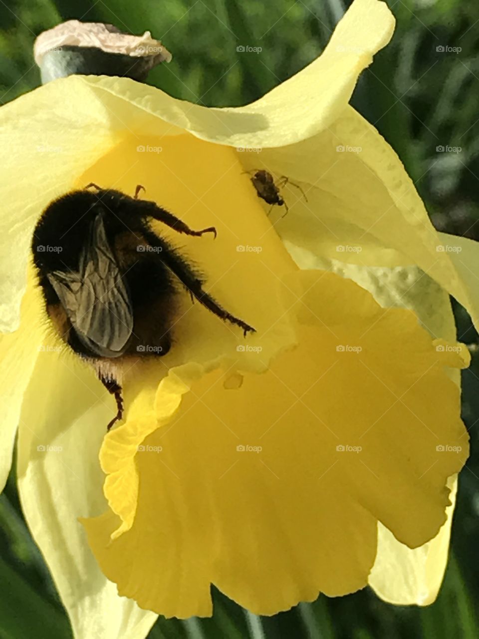 Bee in daffodil