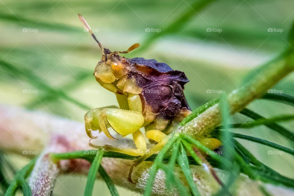 A Pennsylvania Ambush Bug (Phymata pennsylvanica) patiently waits for hapless prey to wander by. 