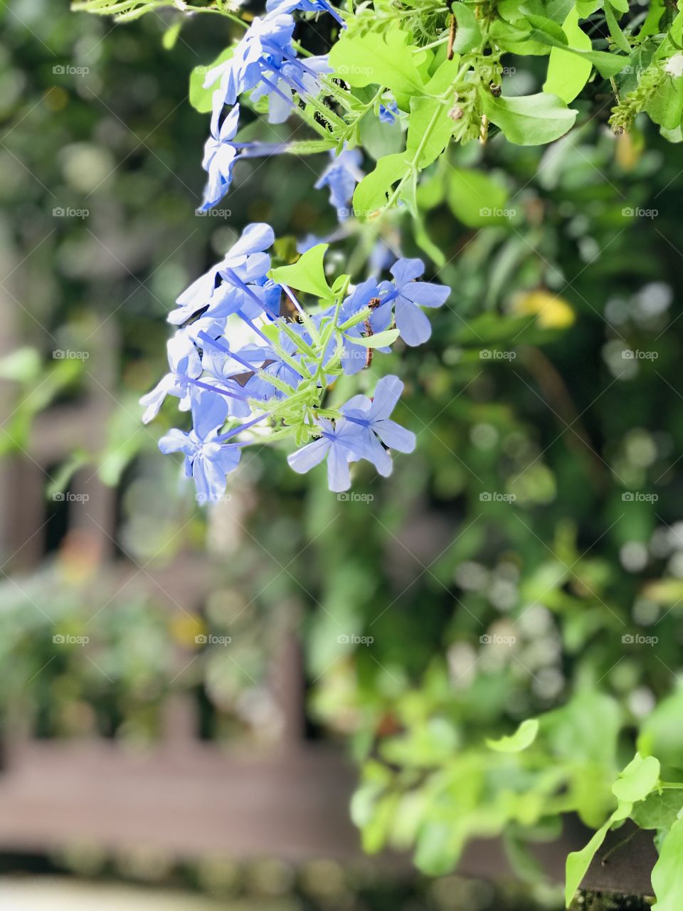 Violet flowers 