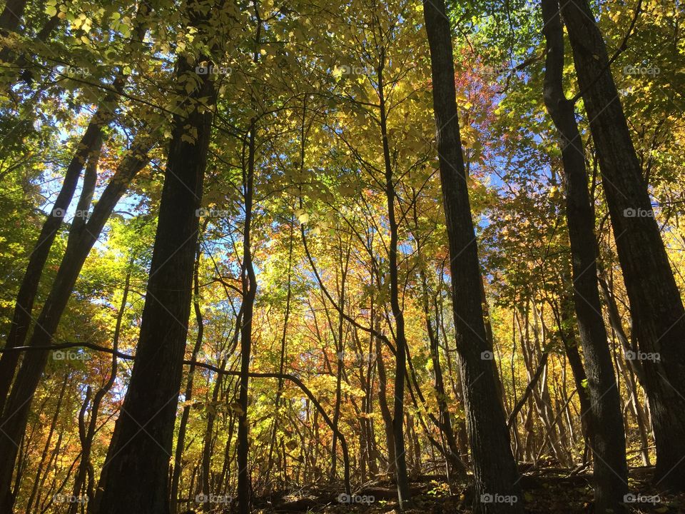 Shenandoah national park, Virginia 