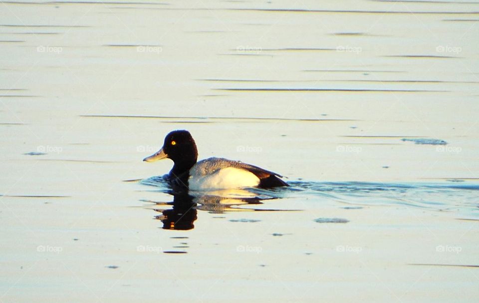 Rare tufted Duck on the Mississippi River  in Iowa 