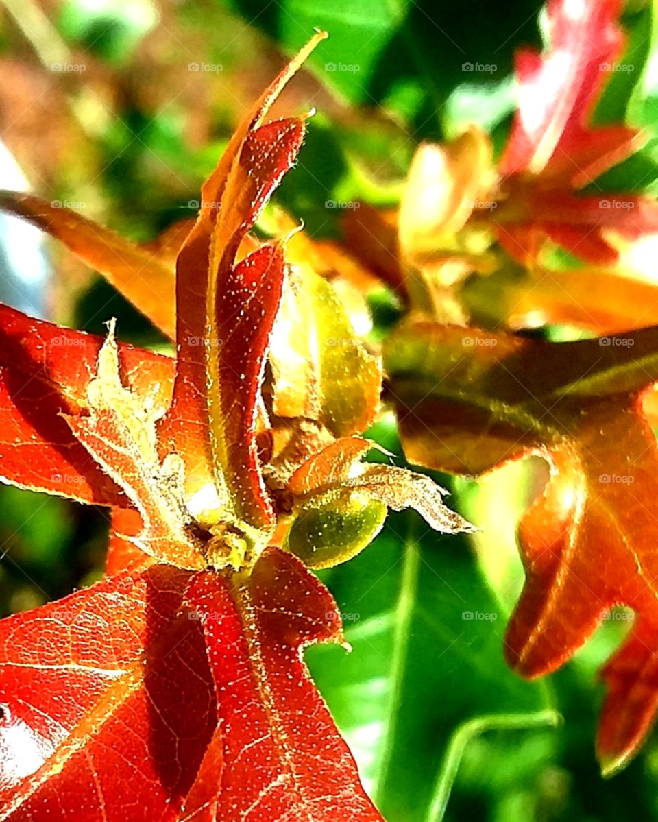 one of a series of fall foliage photos