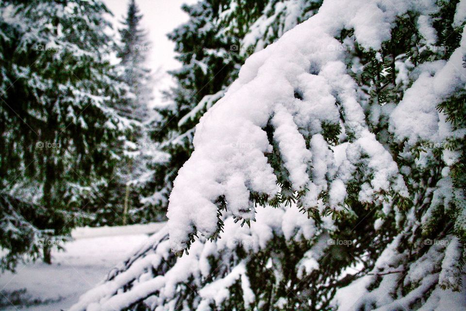 Snowy branch