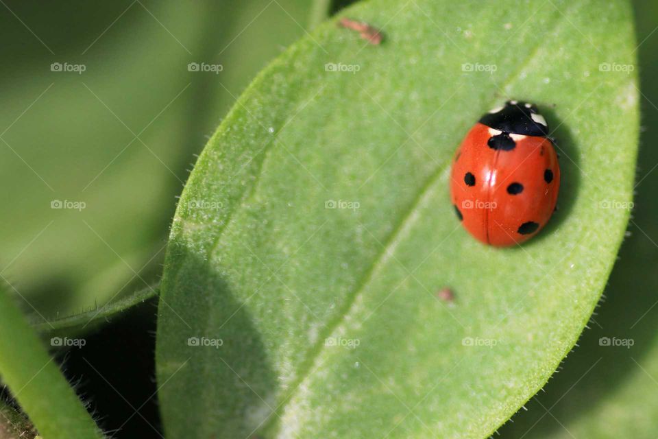 ladybug on a leaf