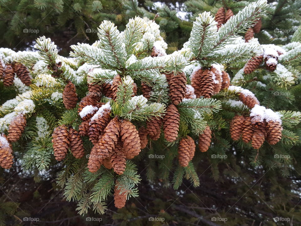 View of pine tree during winter