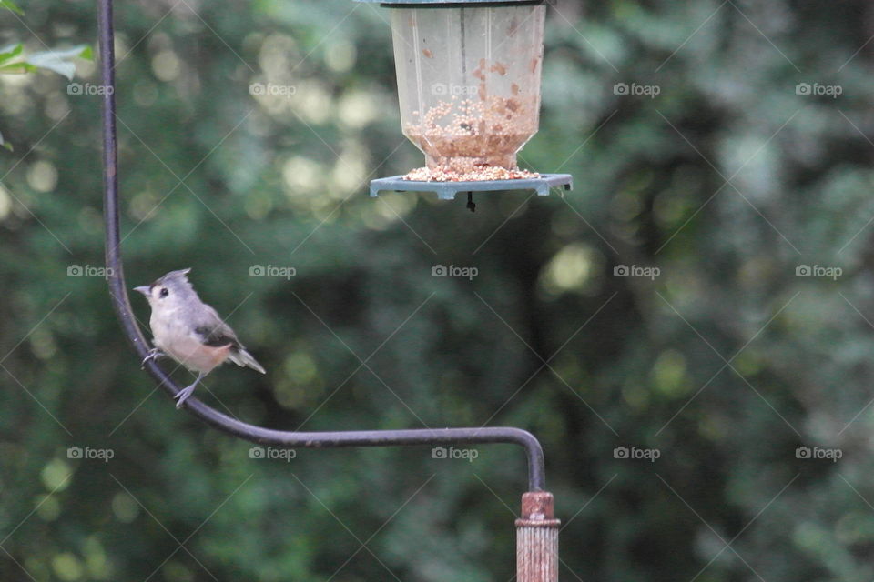 Tufted titmouse bird 