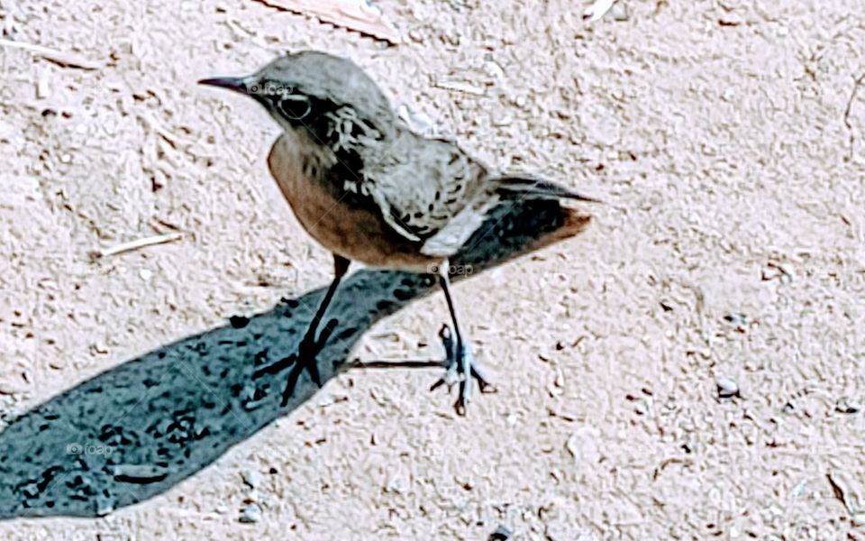 Sparrow searching for food