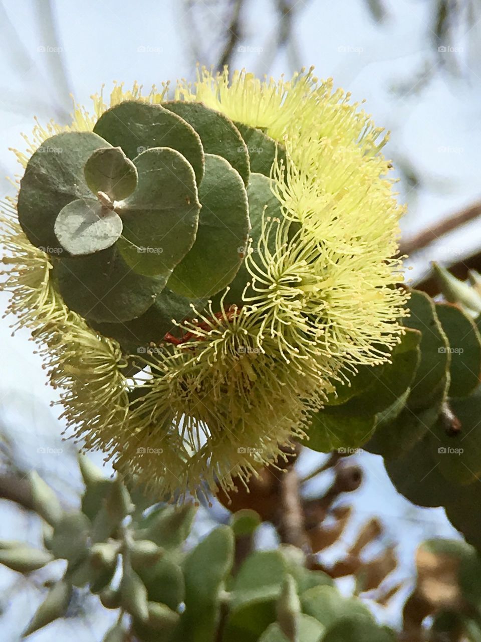 Flowering eucalyptus, delicate wispy tendrils closeup outdoors 