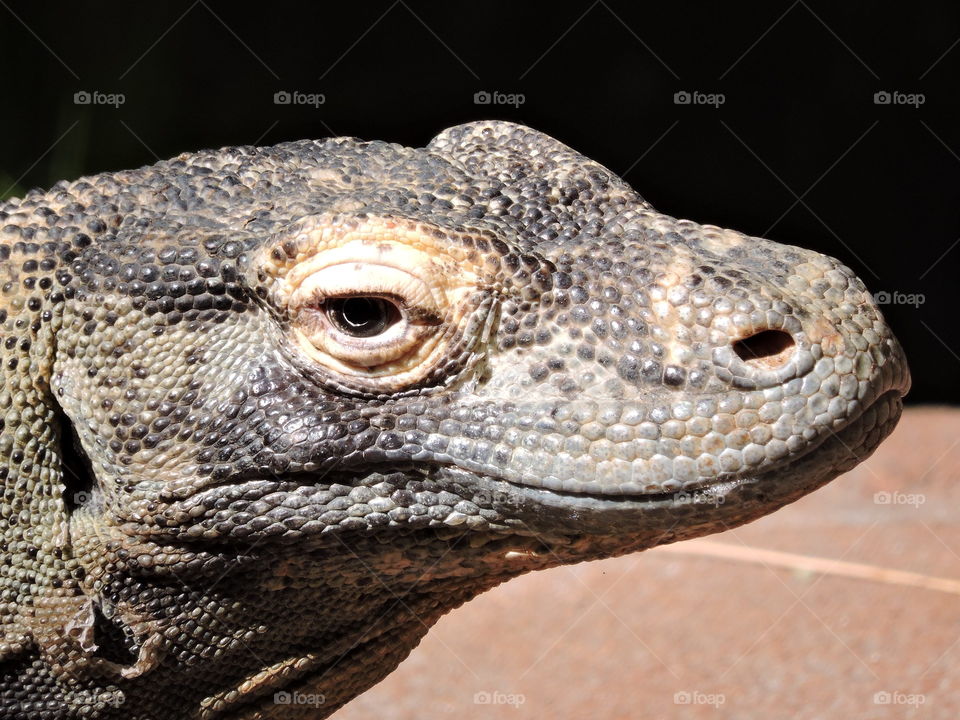 close up of lizard's face