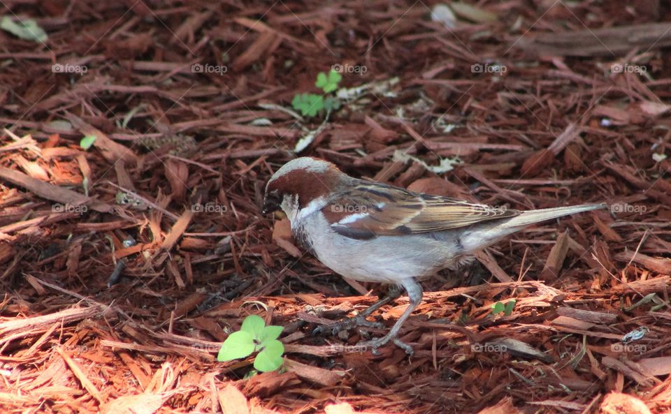 Male house sparrow among wood chips with small green plants 