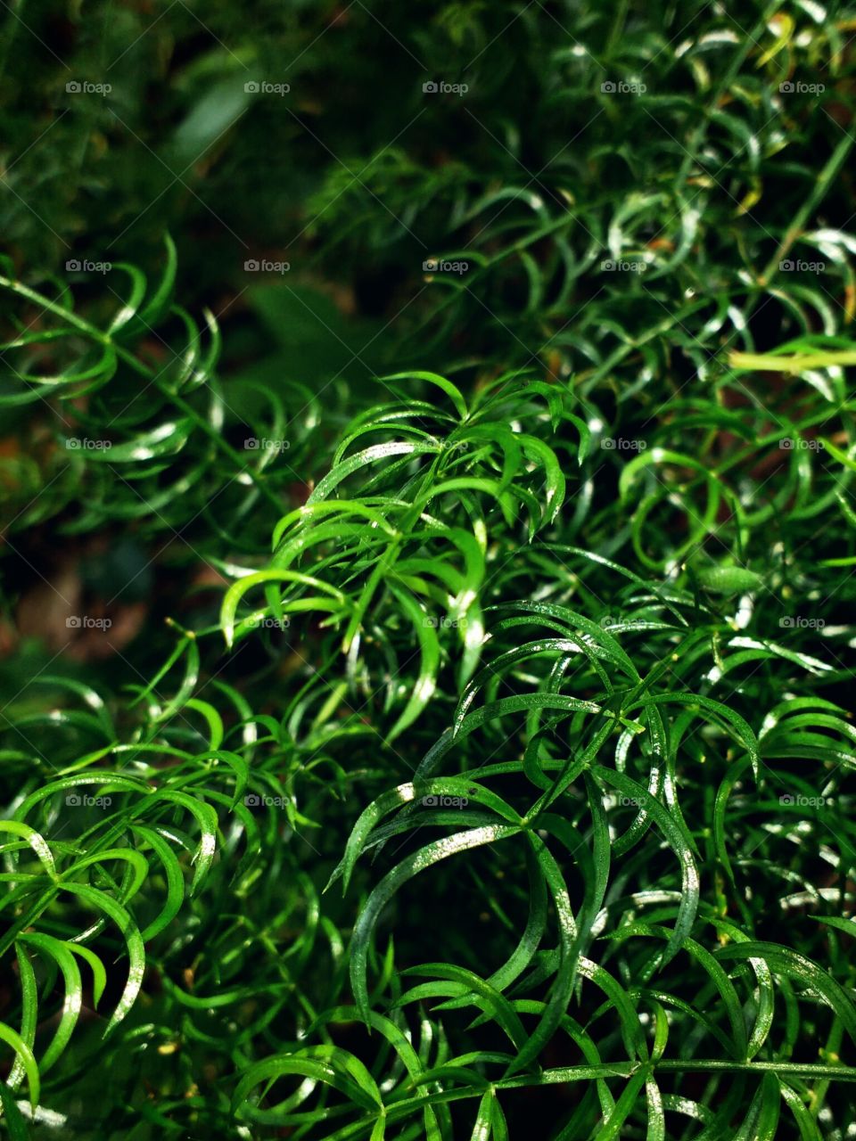 Asparagus racemosus
